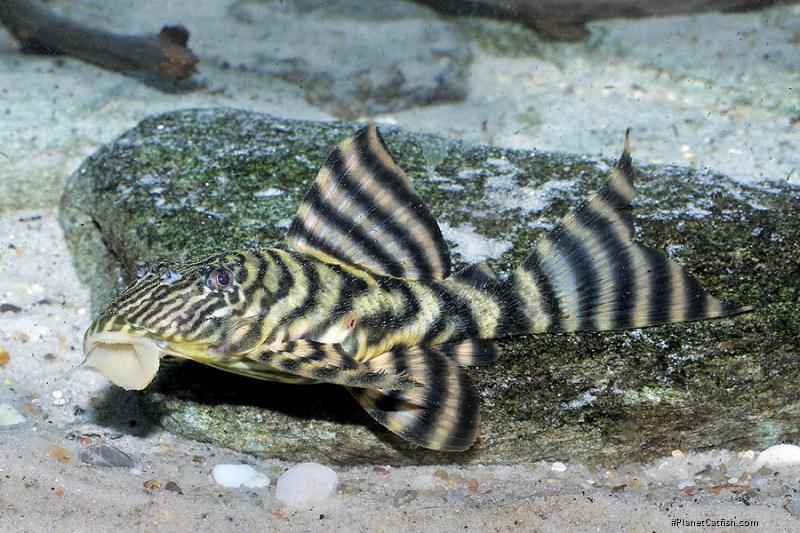 Panaqolus sp. (L374)
