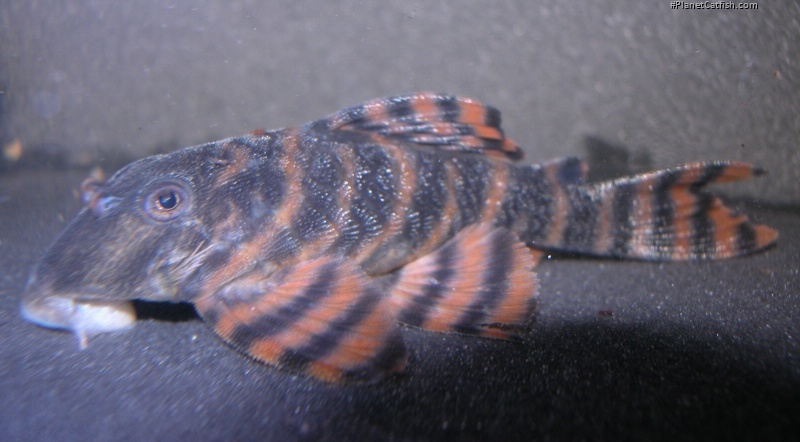 Panaqolus sp. (L397)