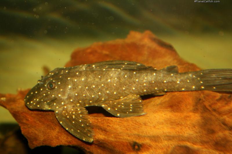 Panaqolus sp. (L426)