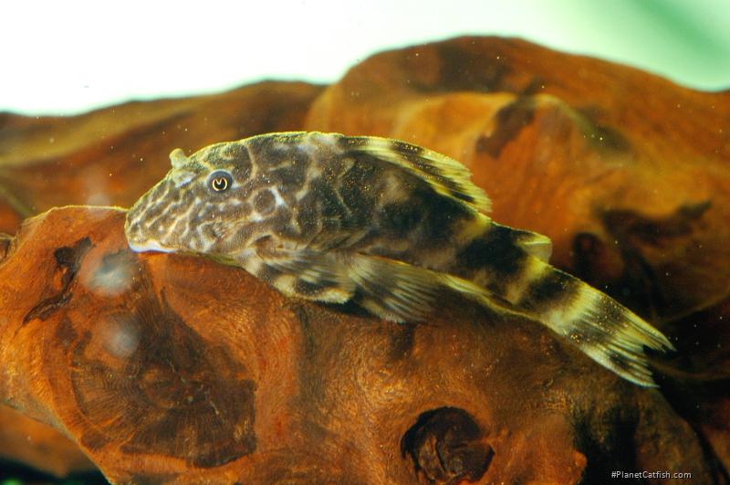 Panaqolus sp. (L448)