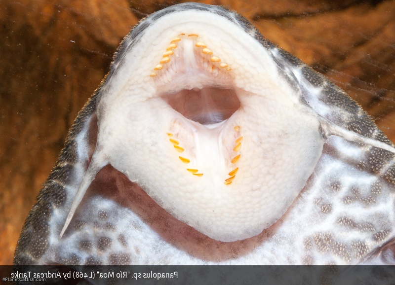 Panaqolus sp. (L468)
