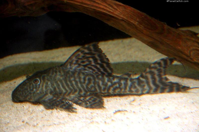 Panaqolus sp. `ACRE`