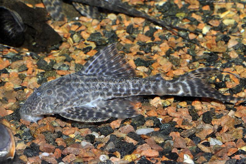 Panaqolus sp. (L351)