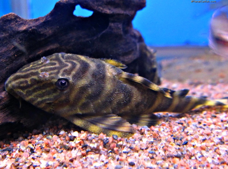 Panaqolus tankei