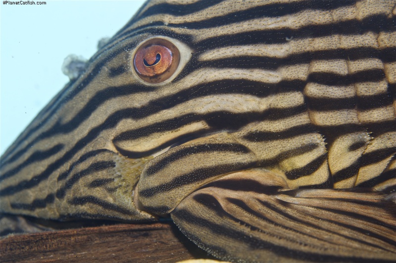 Panaque armbrusteri