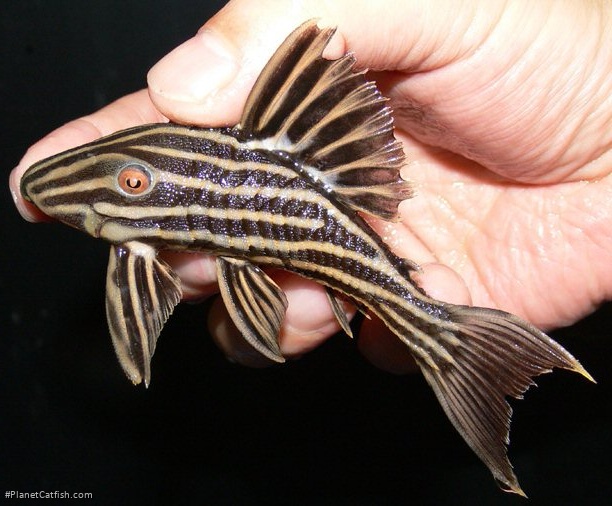 Panaque armbrusteri