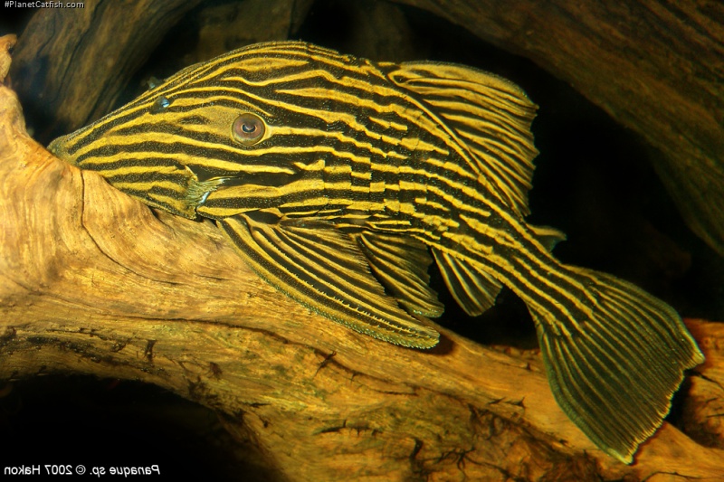 Panaque armbrusteri