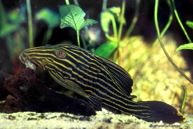 Panaque cf. armbrusteri`araguaia`