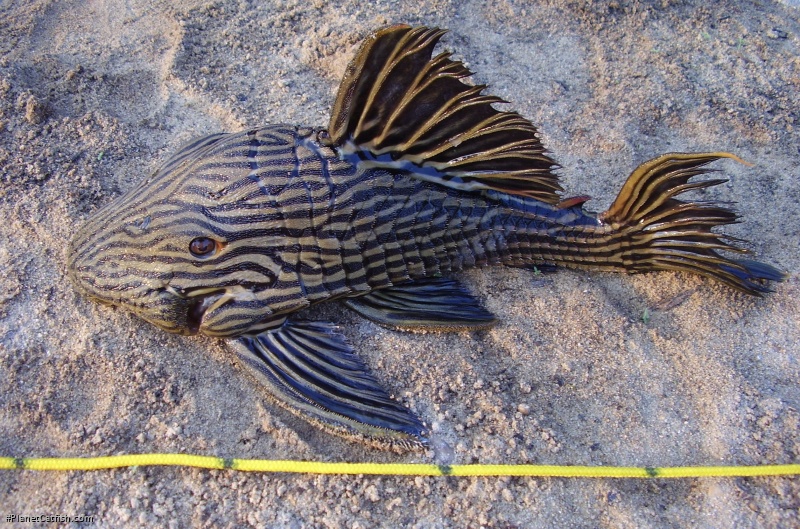Panaque cf. armbrusteri`xingu`