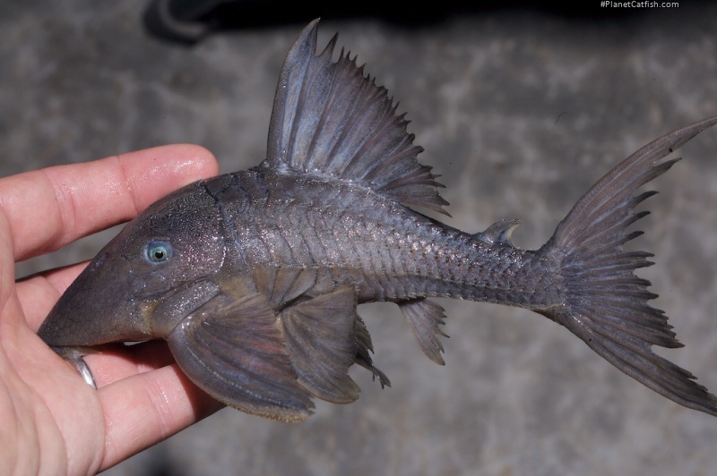 Panaque cochliodon