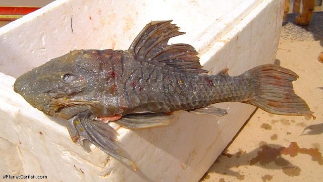 Panaque cochliodon