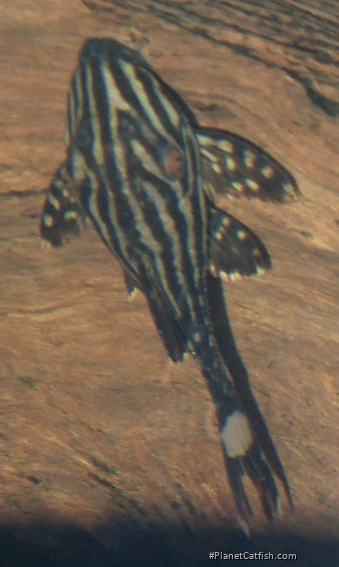 Panaque nigrolineatus