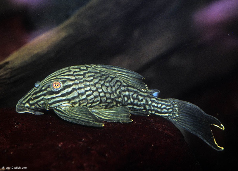 Panaque nigrolineatus