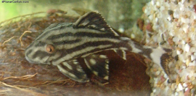 Panaque nigrolineatus