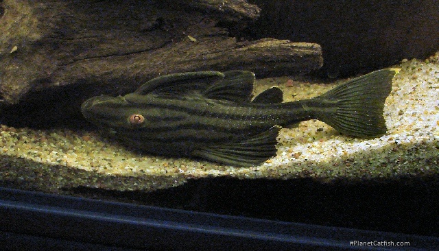 Panaque nigrolineatus