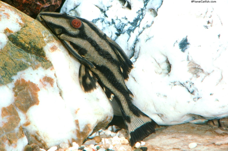 Panaque nigrolineatus