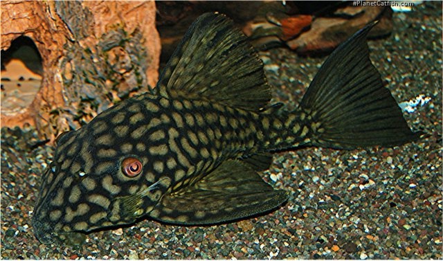 Panaque nigrolineatus laurafabianae
