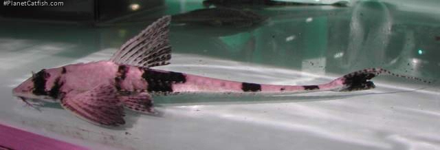 Paraloricaria vetula