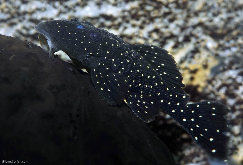 Parancistrus nudiventris