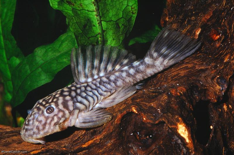 Parancistrus sp. (LDA046)