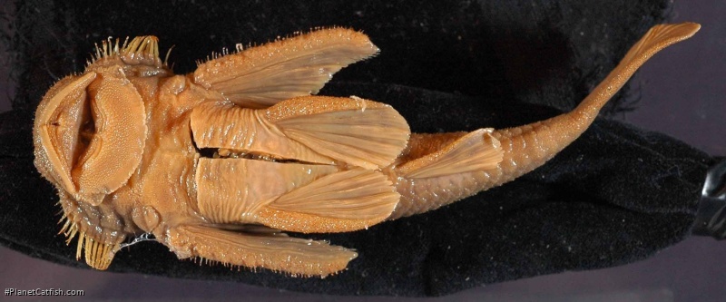 Pareiorhaphis cameroni