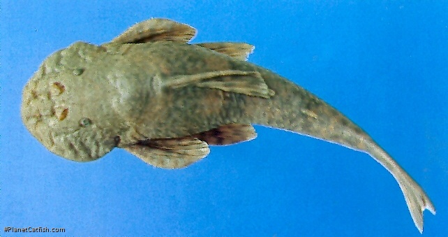 Pareiorhaphis vestigipinnis