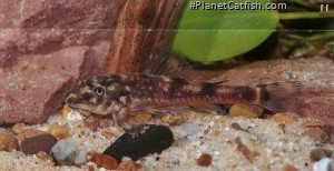 Parotocinclus cf. cesarpintoi