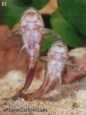 Parotocinclus cf. cesarpintoi