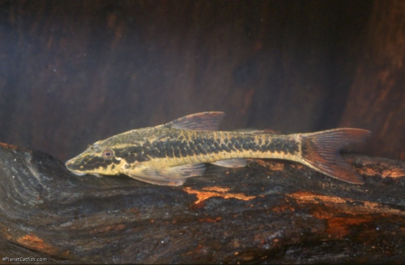 Parotocinclus cf. maculicauda