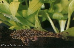 Parotocinclus cristatus