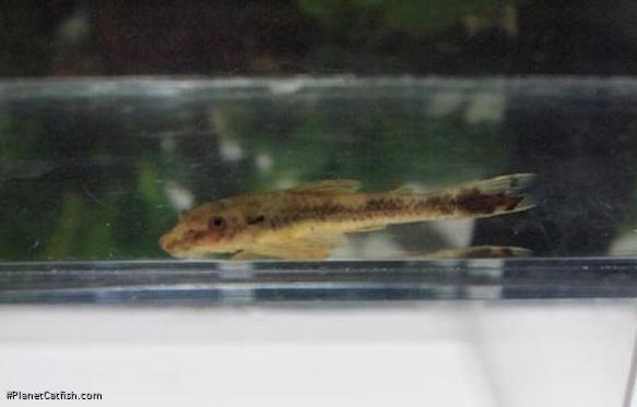 Parotocinclus doceanus