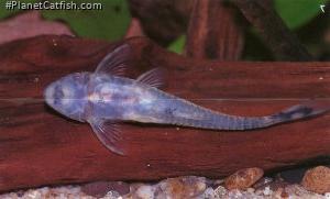 Parotocinclus jimi