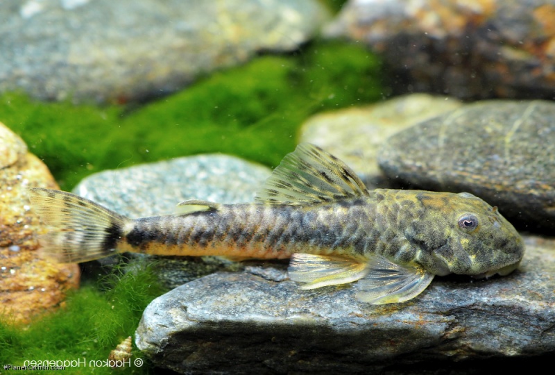 Parotocinclus jumbo