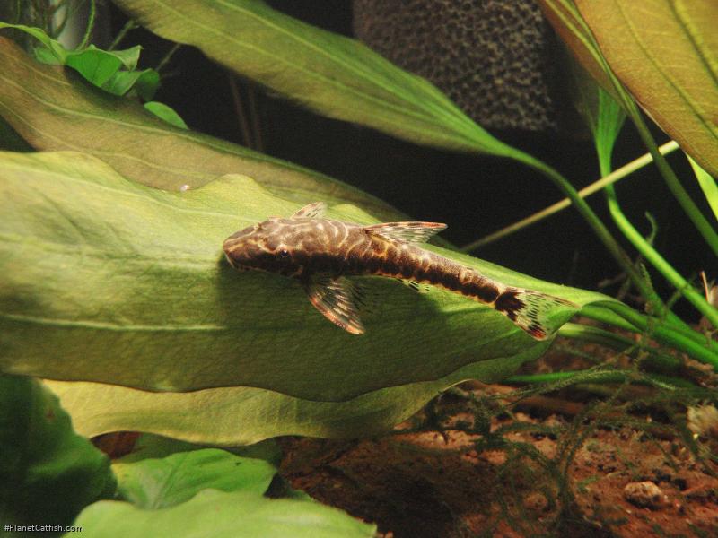 Parotocinclus maculicauda