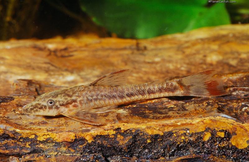 Parotocinclus maculicauda