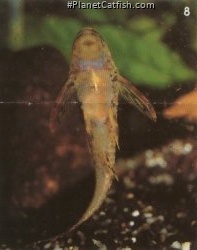 Parotocinclus maculicauda