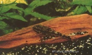 Parotocinclus maculicauda