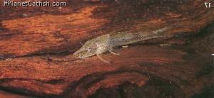 Parotocinclus sp. (1)