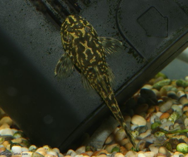 Parotocinclus sp. `PERNAMBUCO`