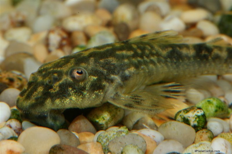 Parotocinclus sp. `PERNAMBUCO`