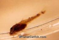 Parotocinclus spilosoma