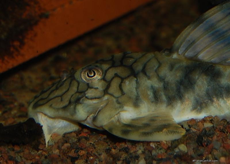 Peckoltia braueri