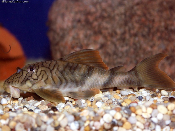 Peckoltia braueri