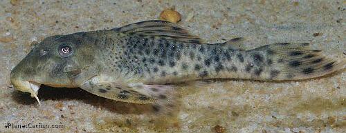 Peckoltia capitulata