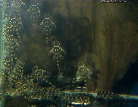 Peckoltia compta