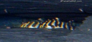 Peckoltia compta