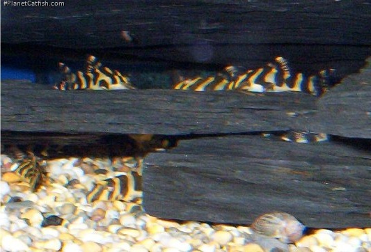 Peckoltia compta
