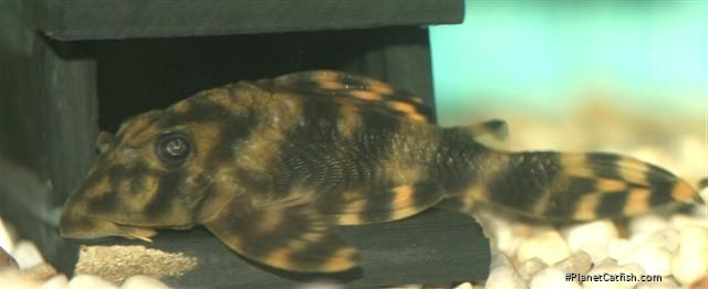 Peckoltia lineola