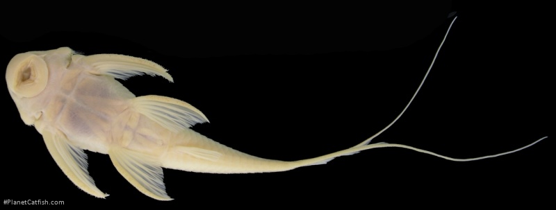 Peckoltia pankimpuju