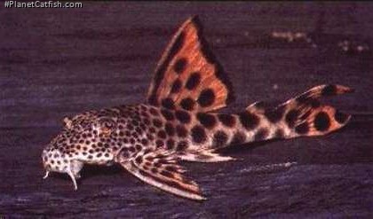 Peckoltia sabaji